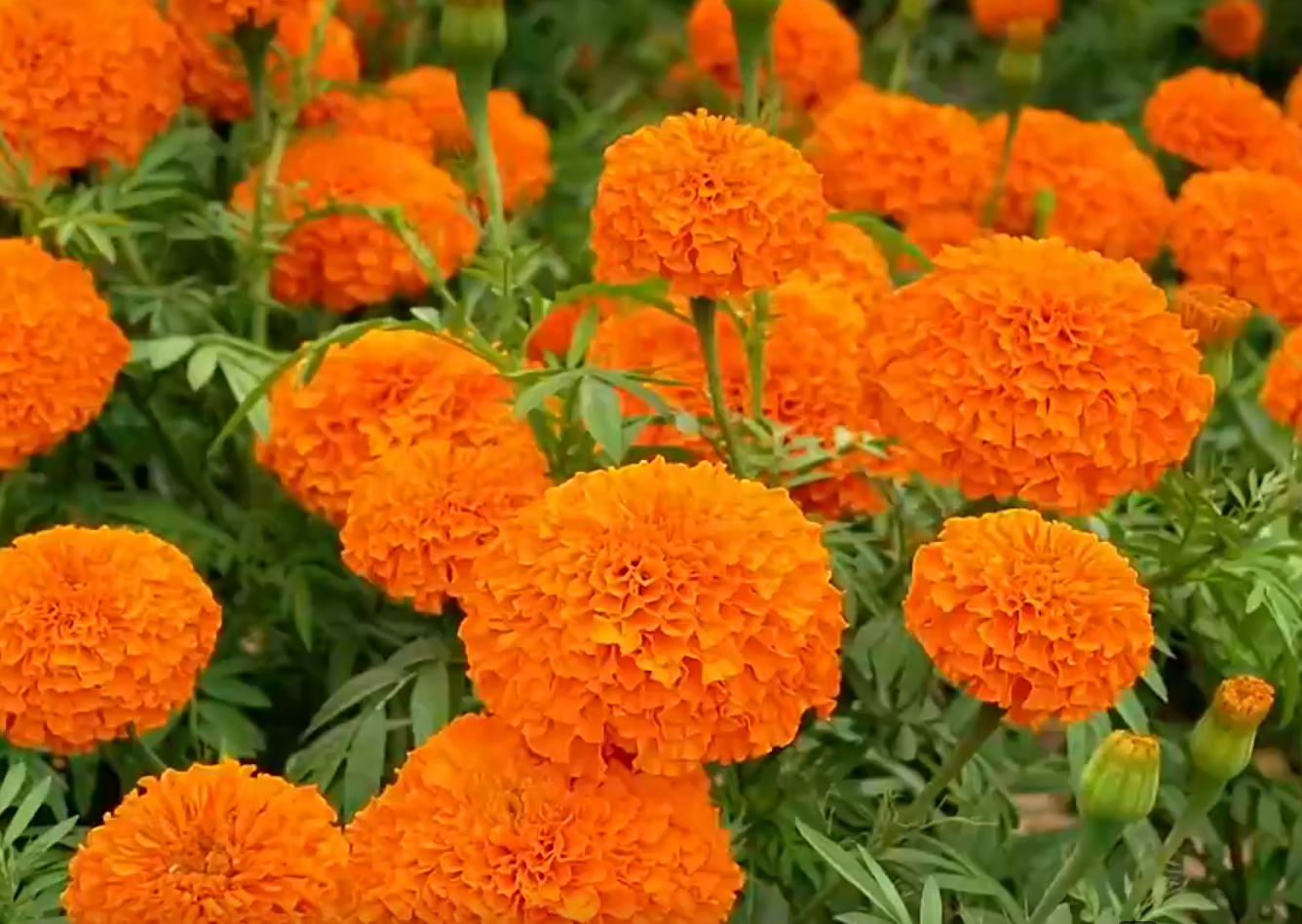 蘭州新區(qū)千畝萬(wàn)壽菊盛放 “空中搬運(yùn)工”助力采收